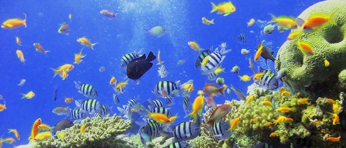 Réserve Cousteau